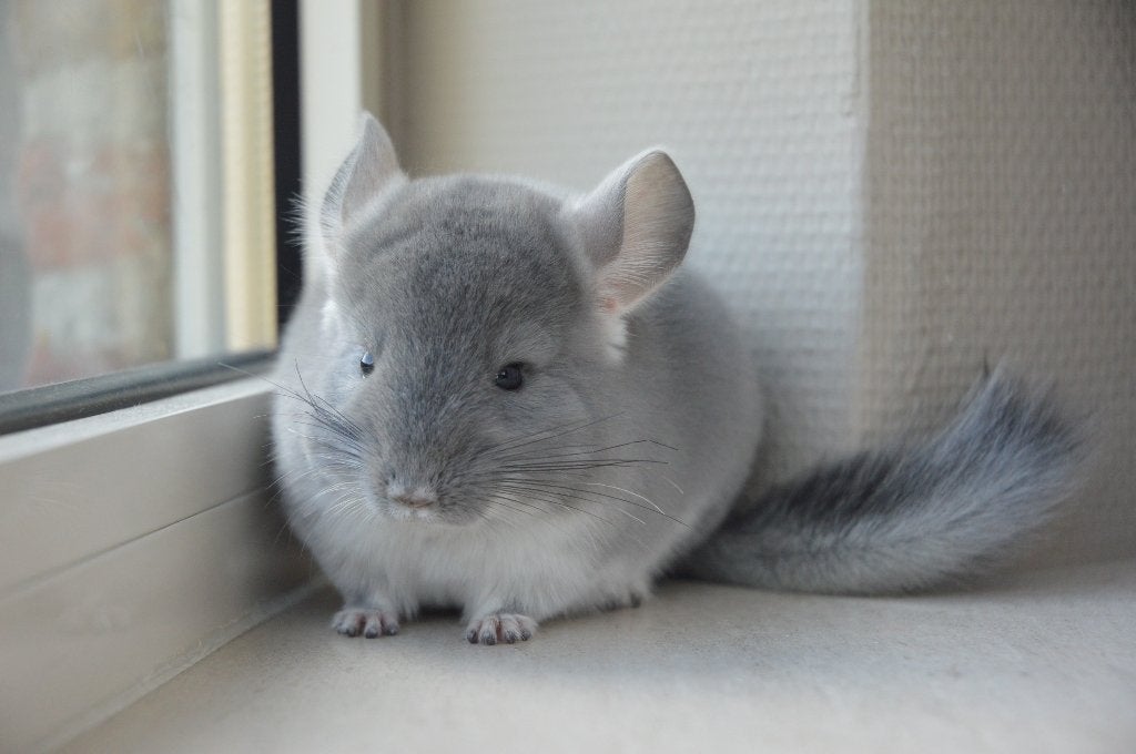 chinchilla jonge bokjes direct beschikbaar, Chinchilla, Augustus, Mannelijk, Tam