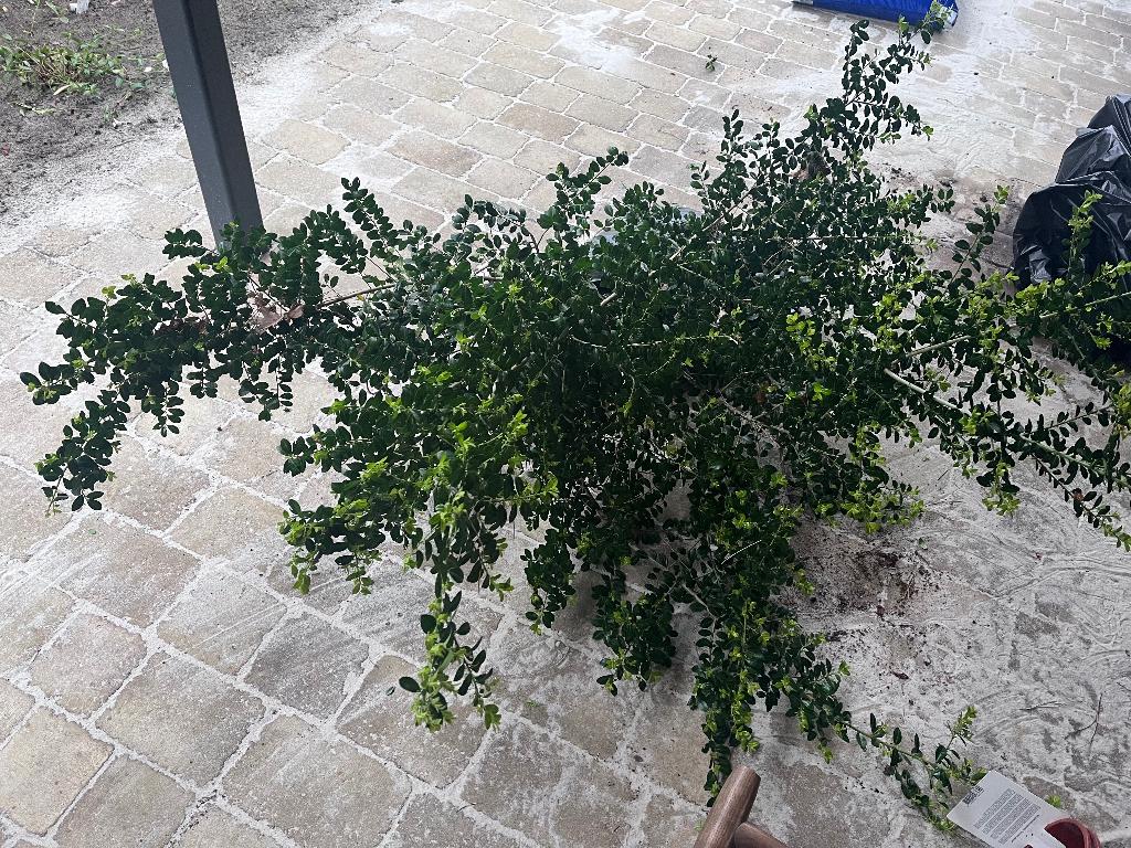 Ilex crenata 1x1,5m, Ophalen, Minder dan 100 cm