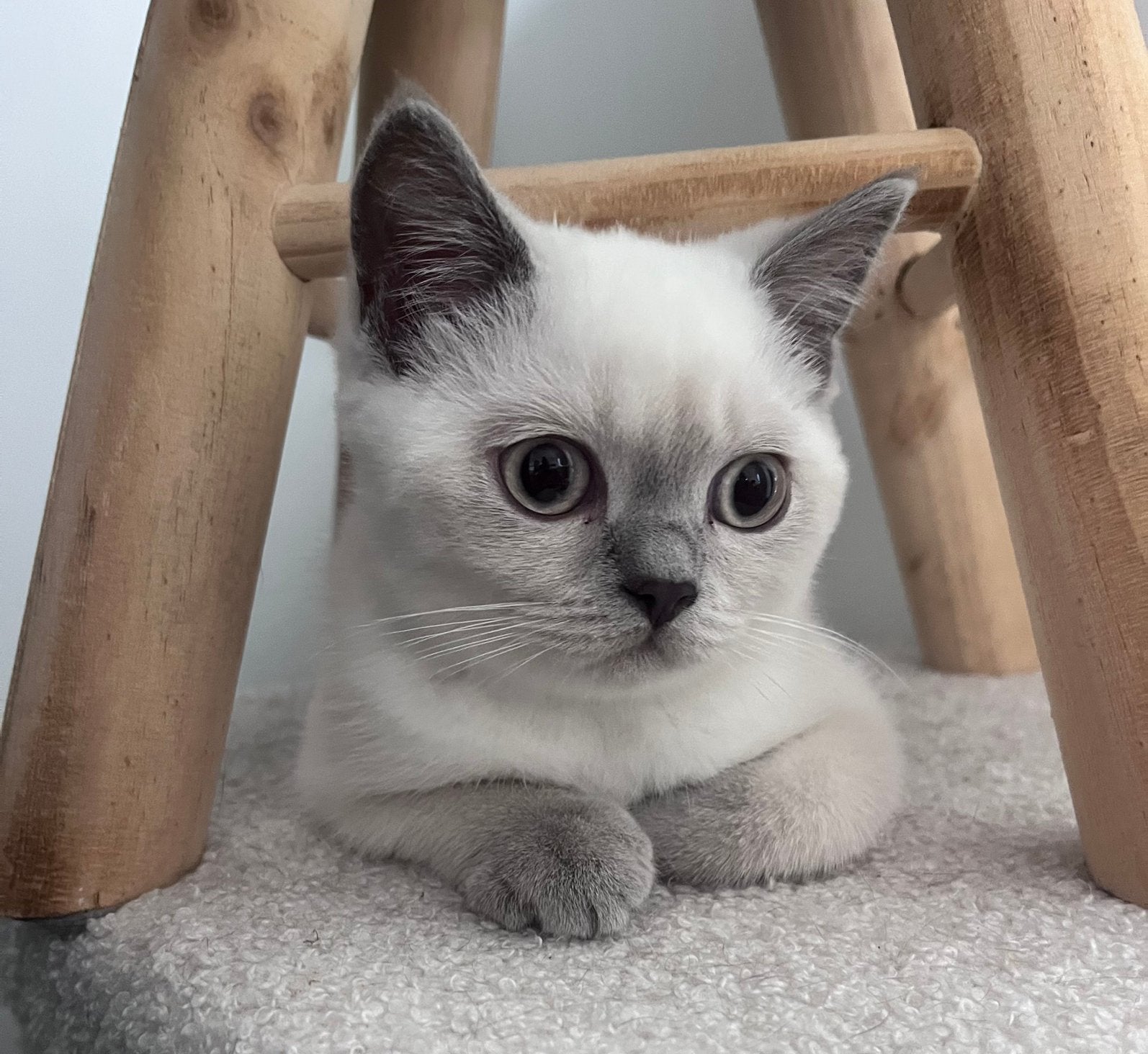 Prachtig lilac-point katertje - brits korthaar - 14 weken, Dieren en Toebehoren, Katten en Kittens | Raskatten | Korthaar, Kater