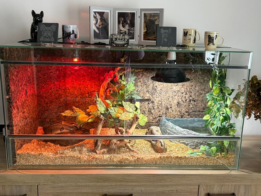 Compleet  terrarium met Boa Imperator, Dieren en Toebehoren, Ophalen, Gebruikt, Terrarium of Paludarium