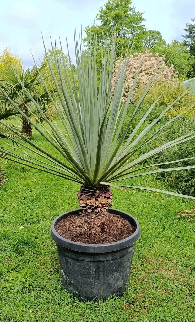 Nolina, Tuin en Terras, Planten | Tuinplanten, Ophalen
