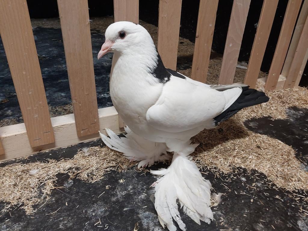 Gentse kropper, jong 2026. Sierduiven, rasduiven, Dieren en Toebehoren, Kropper