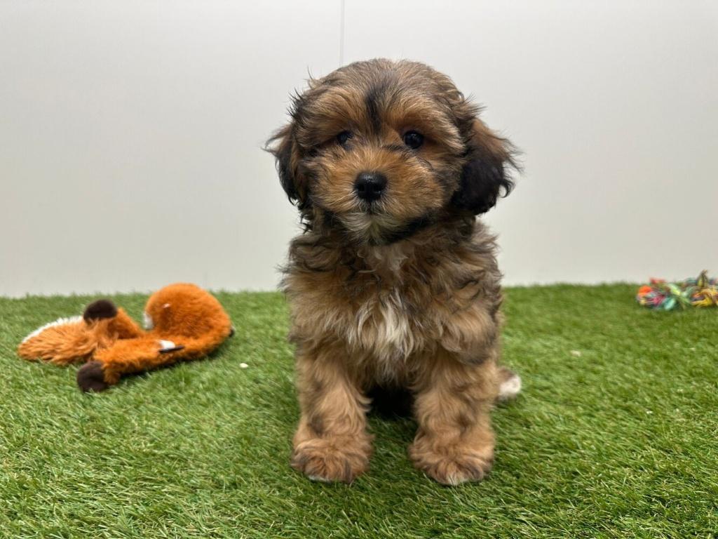 Havapoo pups, België, 8 tot 15 weken, Parvo, Meerdere