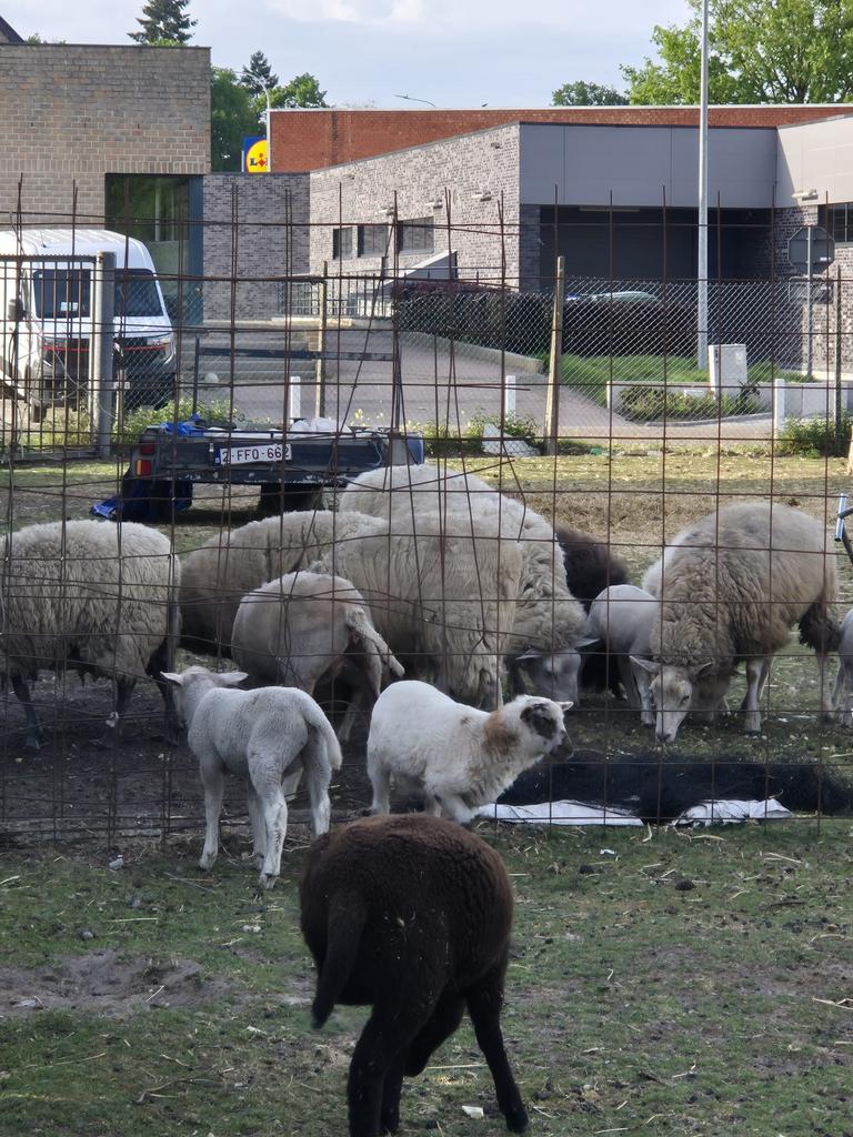 Schapen