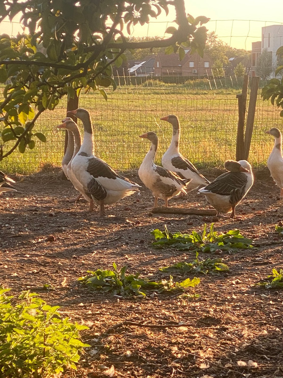 Ganzen, Dieren en Toebehoren