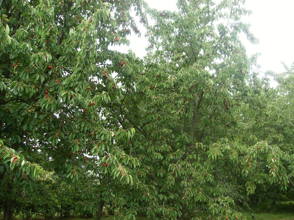 cueillez vos propres cerises 2 euros le kilo, Enlèvement