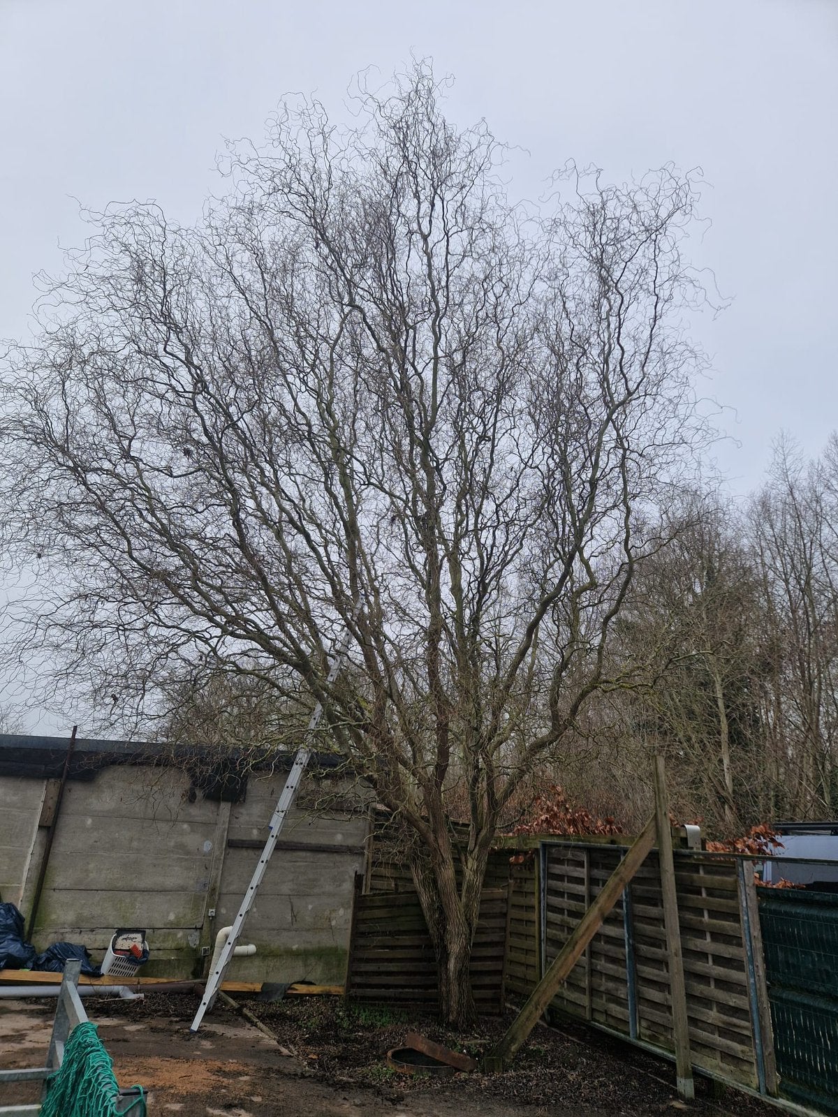 Élagage et abattage d'arbres, Enlèvement