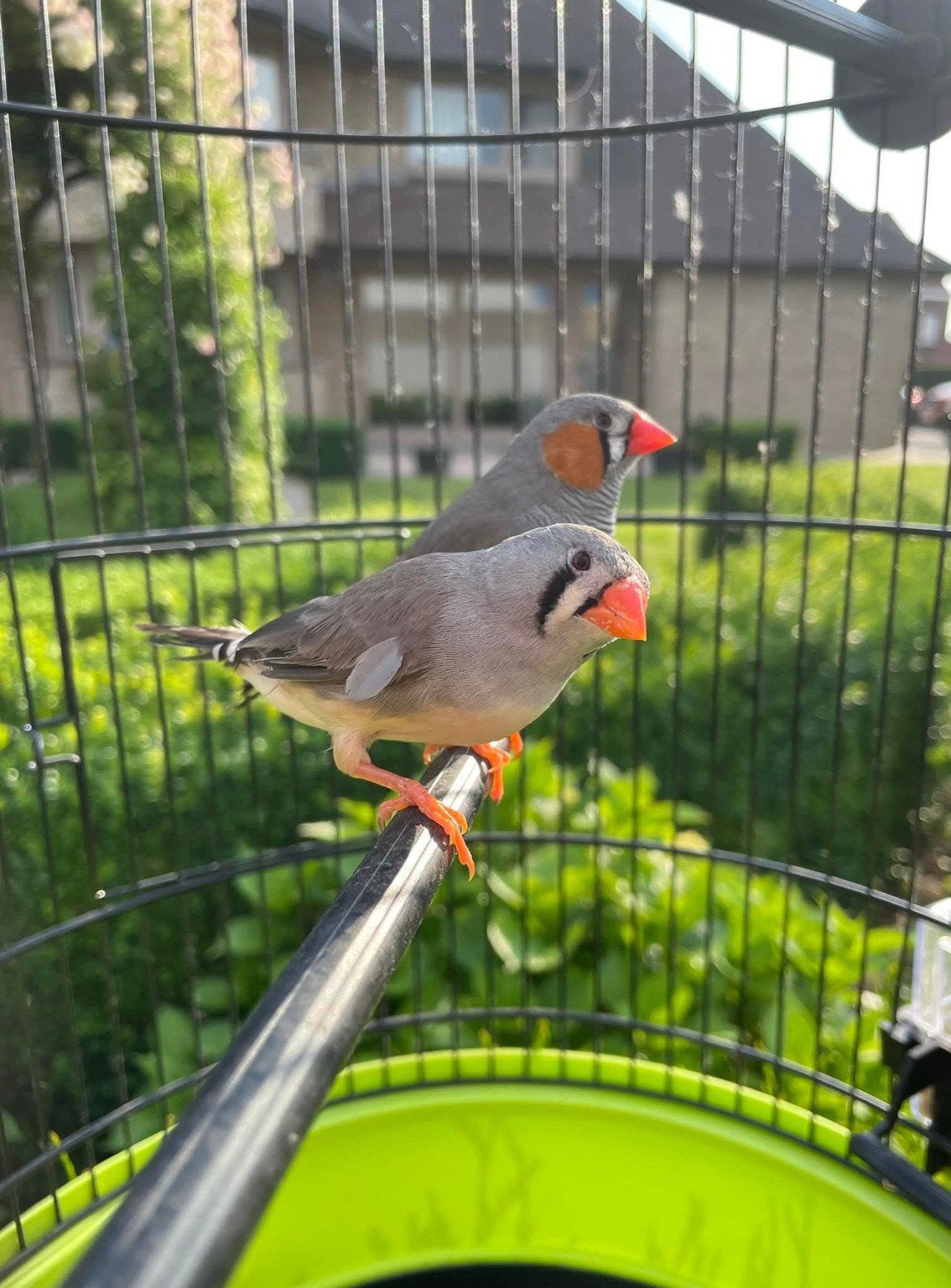 Zebravinken, Meerdere dieren, Tropenvogel, Geringd