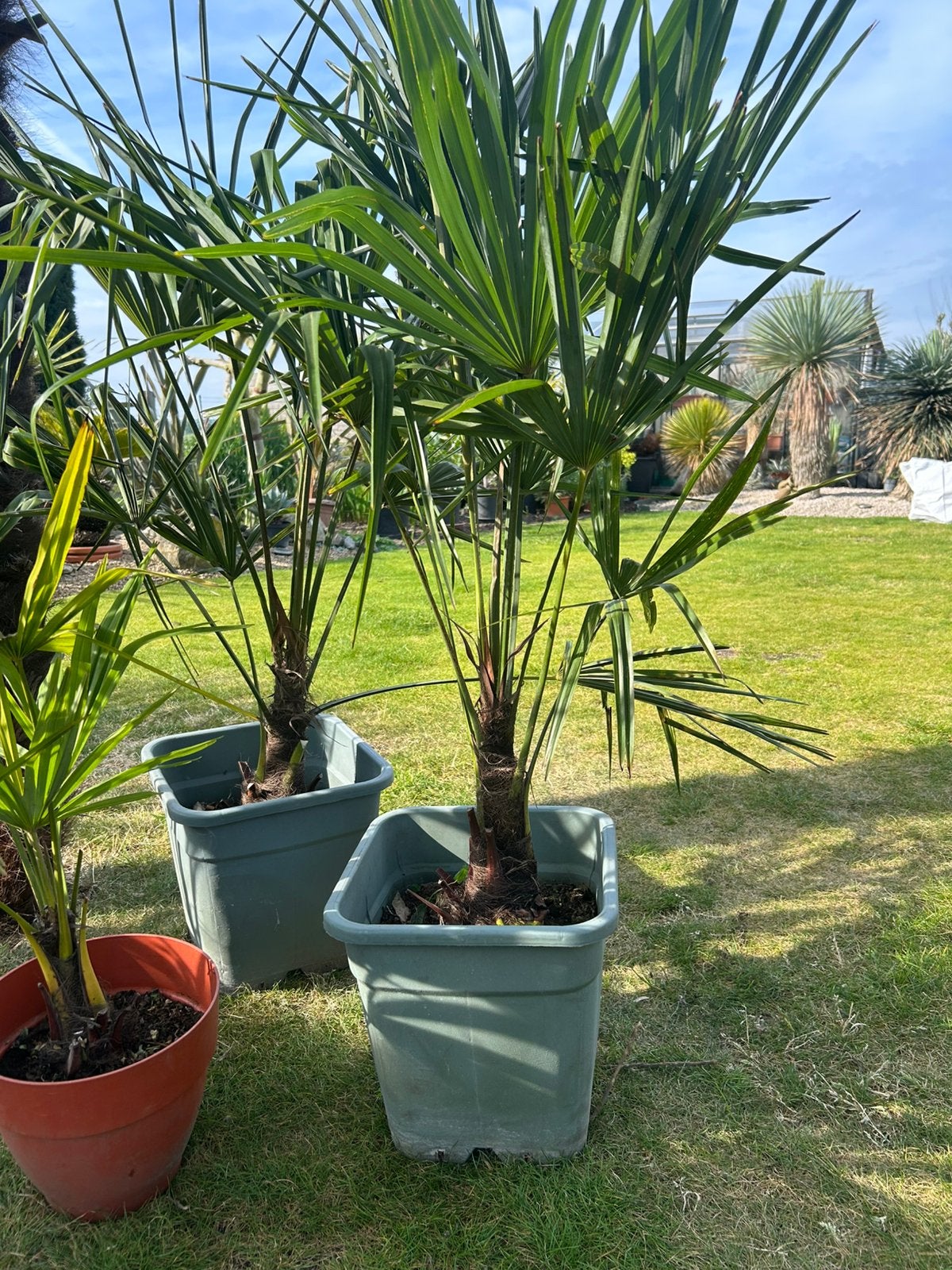 Trachycarpus Fortuneii (winterharde palmboom), Ophalen