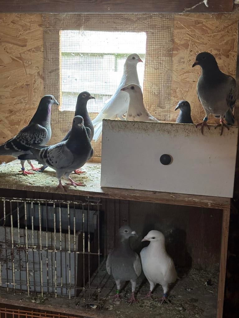 Postduiven oude en jonge te koop, Dieren en Toebehoren