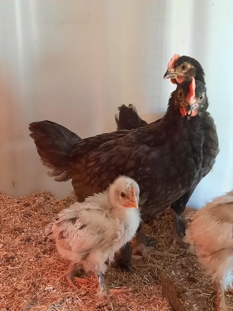Marans kuikens hanen, Animaux & Accessoires, Mâle, Poule ou poulet