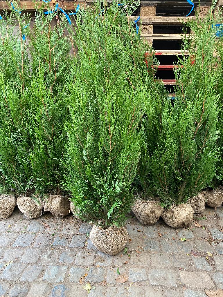 Coniferen in soorten, Tuin en Terras, Planten | Struiken en Hagen, Struik, Ophalen