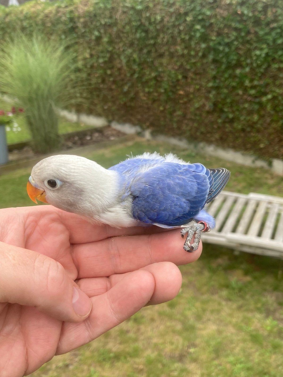Lovebird Fischerie pour faire du Tam, Domestique