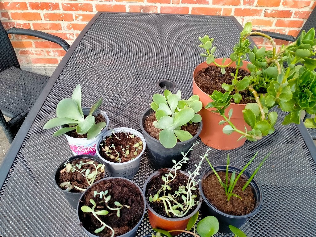 Planten te ruil, Ophalen, Vaste plant