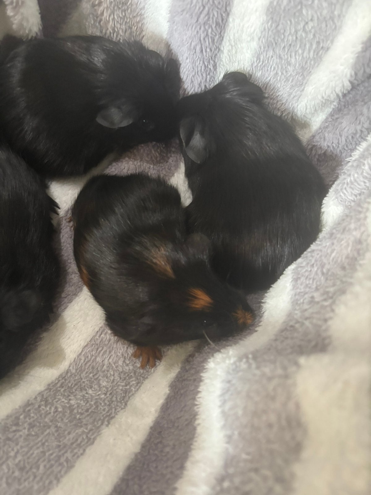 Verschillende cavia’s beschikbaar, mooie kleuren, Dieren en Toebehoren, Knaagdieren, Juni, Meerdere dieren, Cavia
