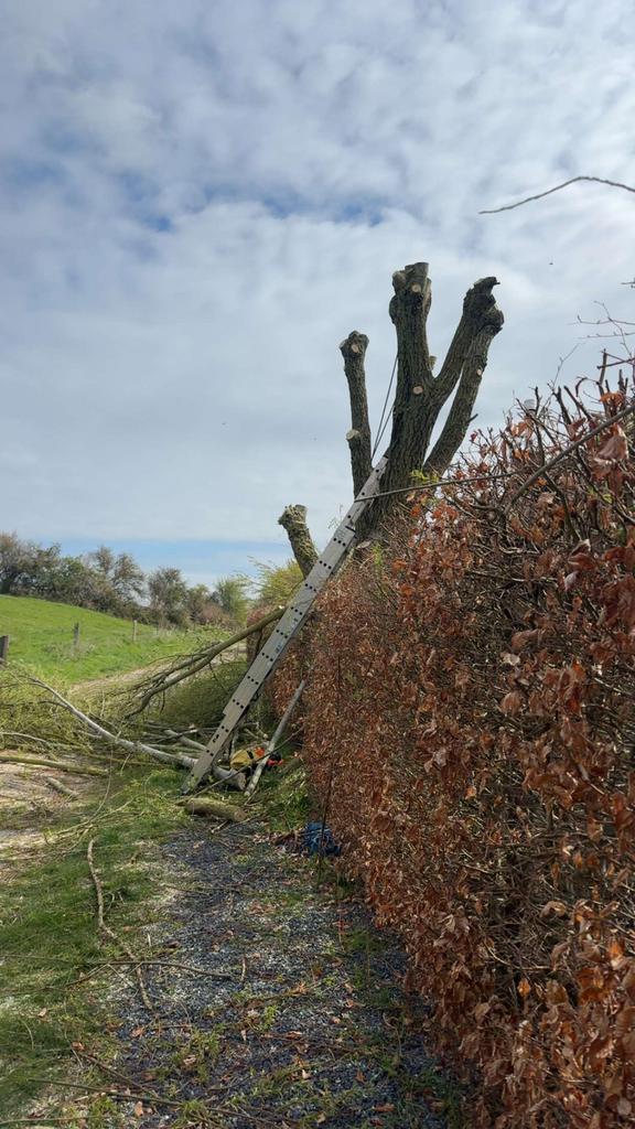 Jardinier - Elagueur, Entretien de jardins ou Taille