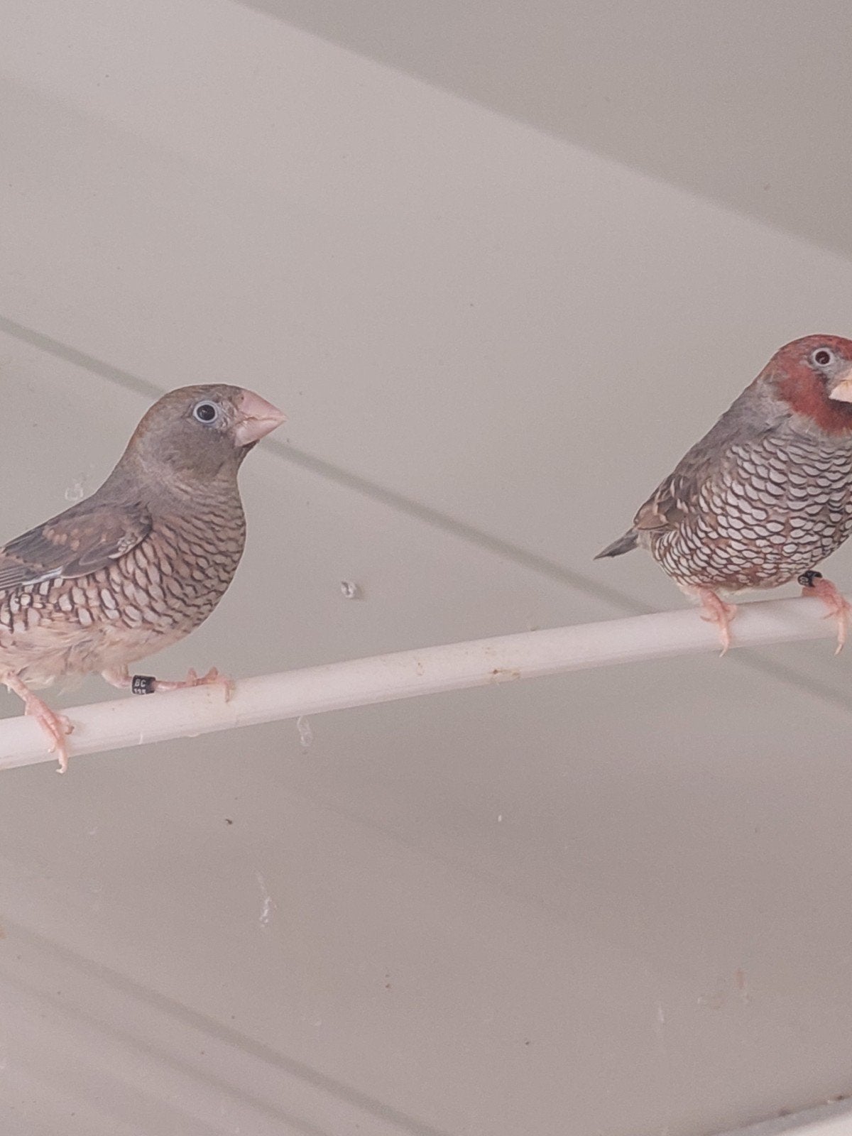 Koppel  Afrikaanse roodkopamadine, Dieren en Toebehoren, Vogels | Overige Vogels