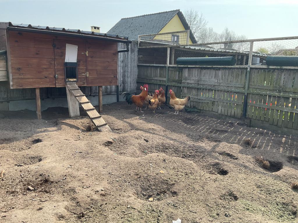 Broedeieren, Dieren en Toebehoren, Pluimvee