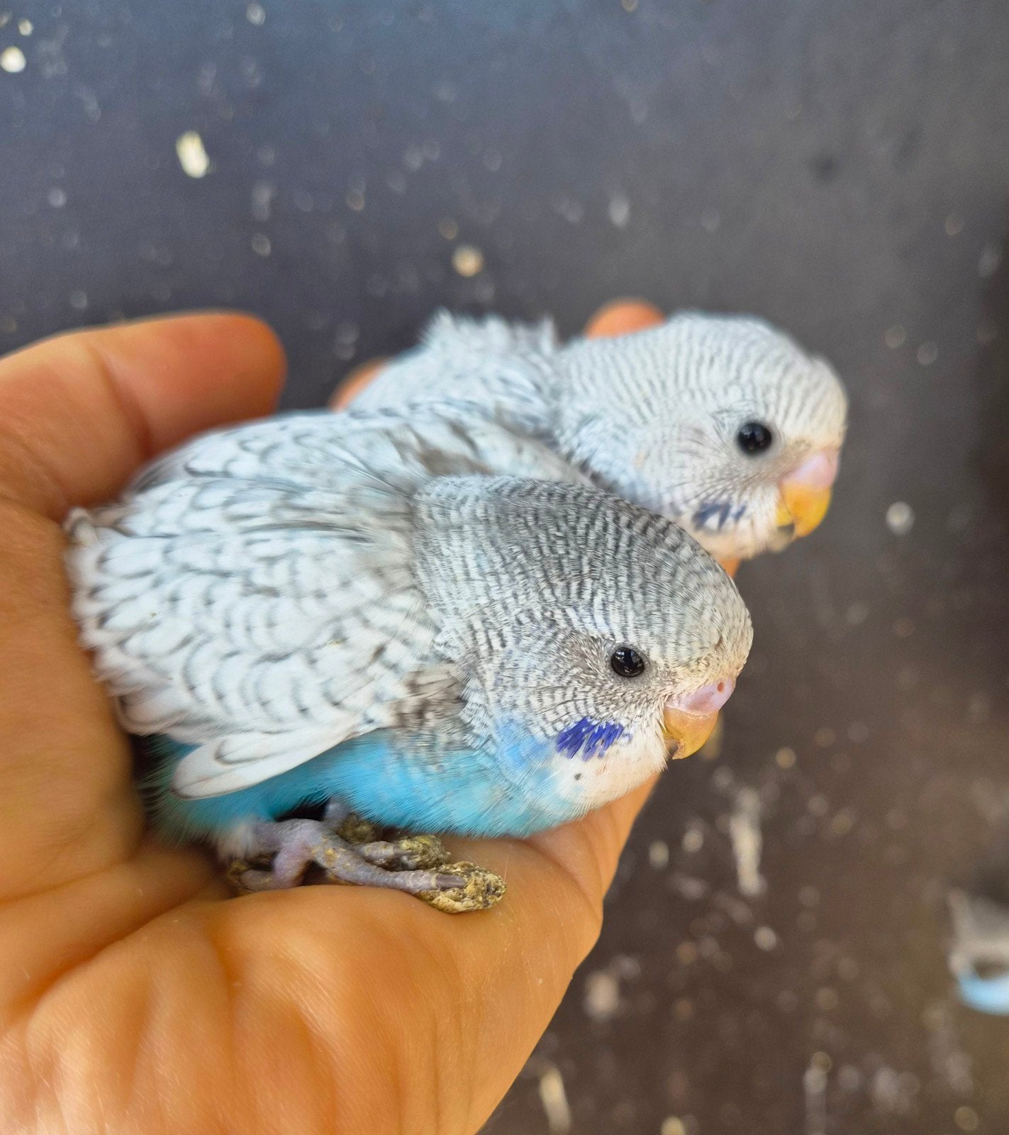 2 jonge handtamme grasparkieten, Dieren en Toebehoren, Meerdere dieren, Parkiet, Tam