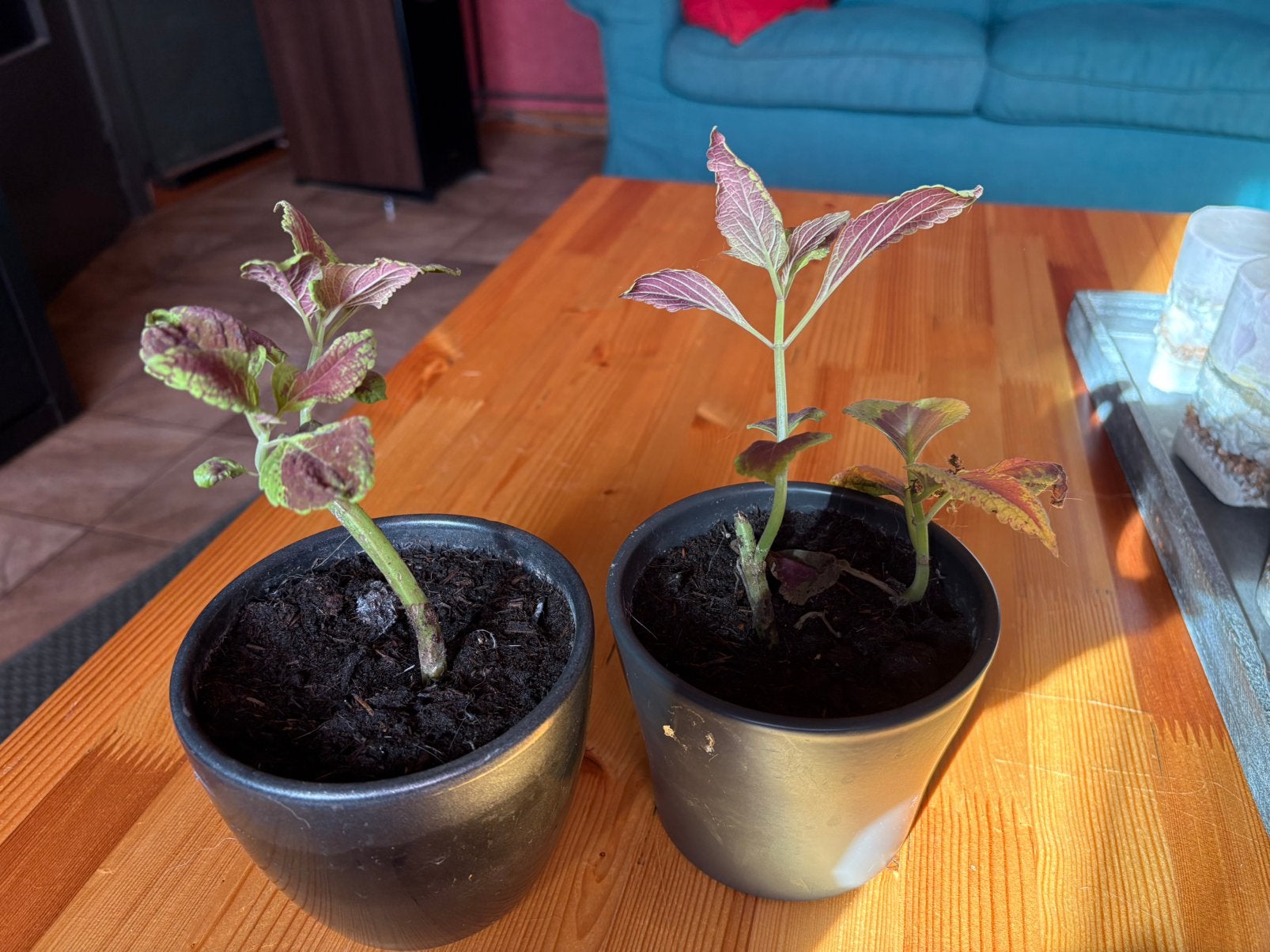 Plants de plectrantus, Maison & Meubles, Plantes d'intérieur, Autres espèces, Moins de 100 cm, Enlèvement, Plante verte