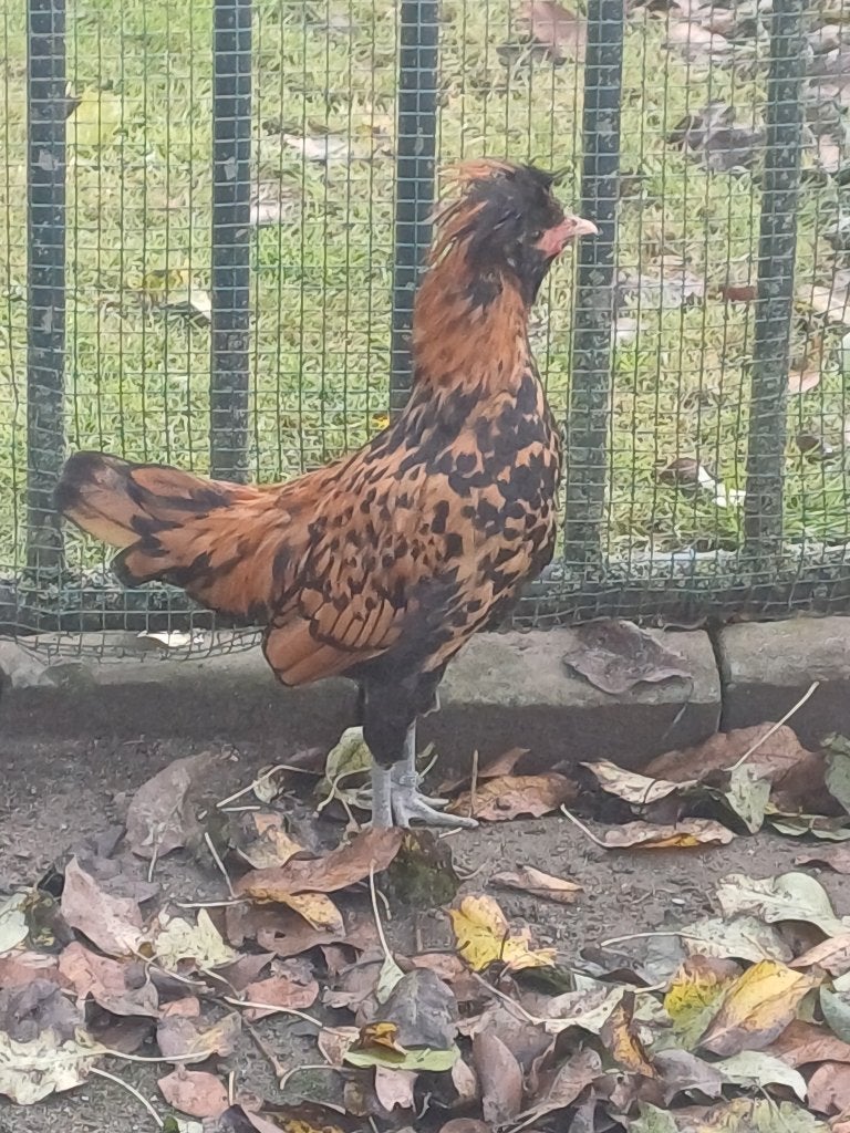 Te koop baardkuifhoen (padua) haantje van 2026, Dieren en Toebehoren, Mannelijk, Kip
