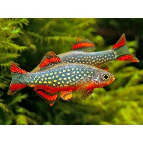 Danio margaritatus – Rasbora Galaxy, Vis, Zoetwatervis, Schoolvis