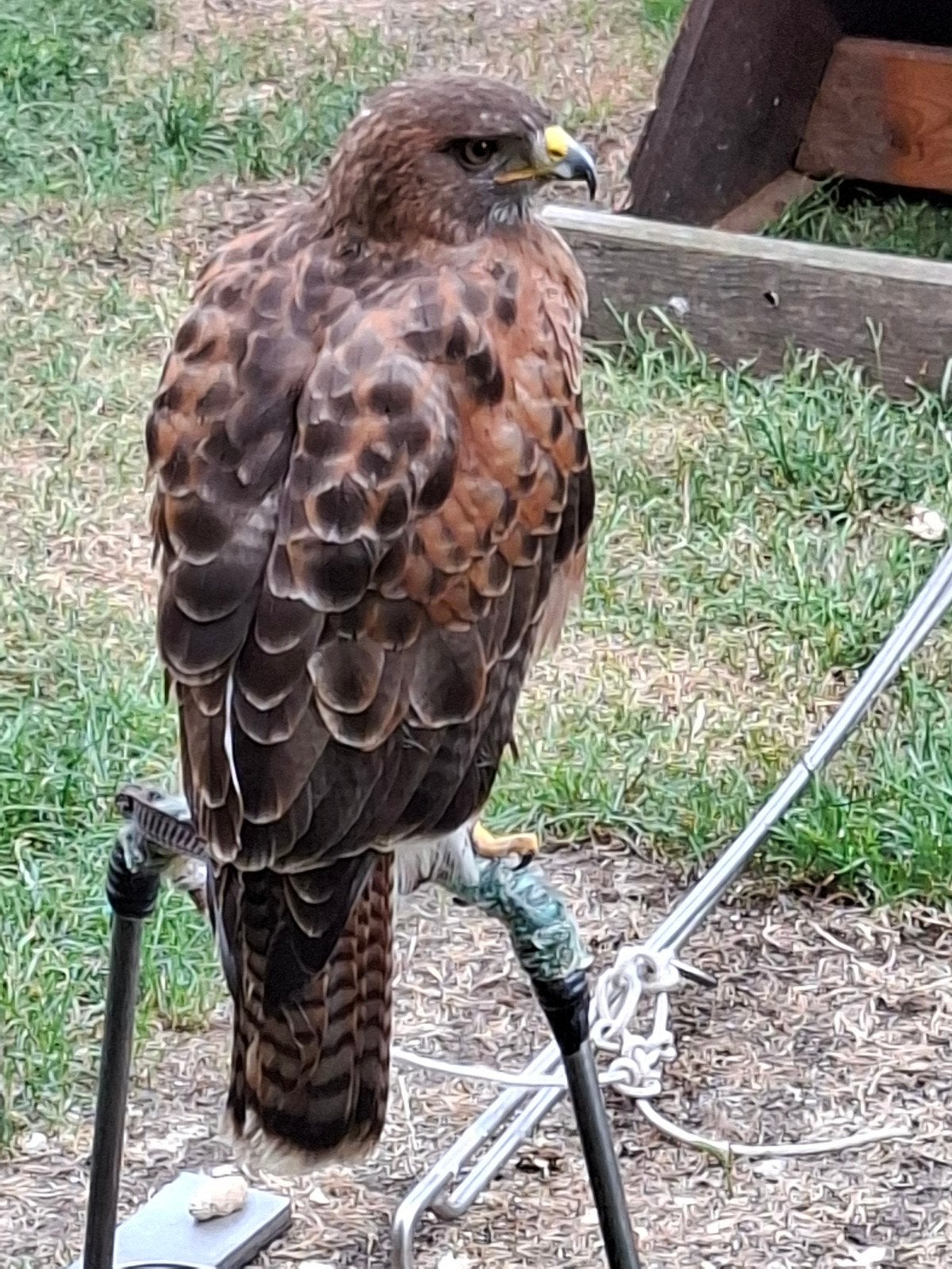 Hybride buizerd  tarsel