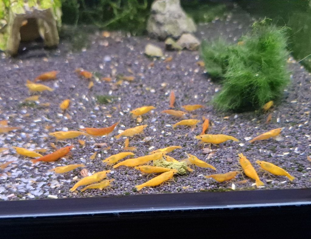 Neocaridina Orange - Oranje Garnalen, Dieren en Toebehoren, Kreeft, Krab of Garnaal, Zoetwatervis