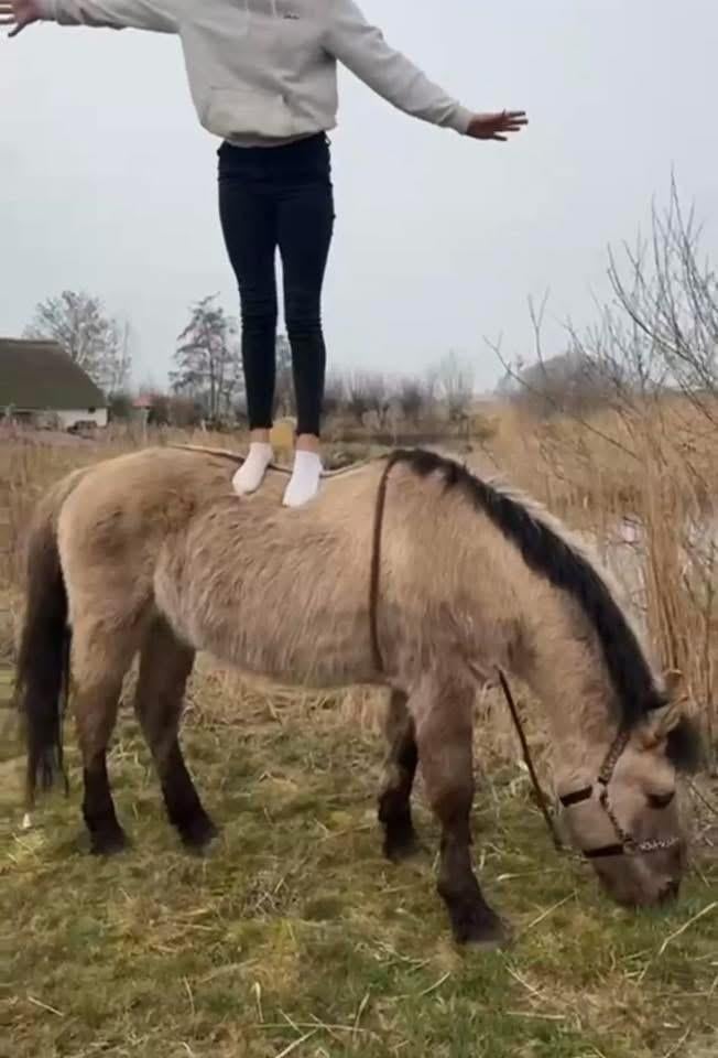 Super brave kinderpony, Dieren en Toebehoren, Ruin, Zadelmak, 3 tot 6 jaar, C pony (1.27m tot 1.37m)