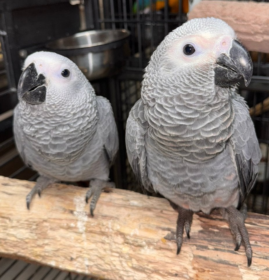 Jonge, super lieve grijze roodstaarten (Congo), Papegaai, Pratend