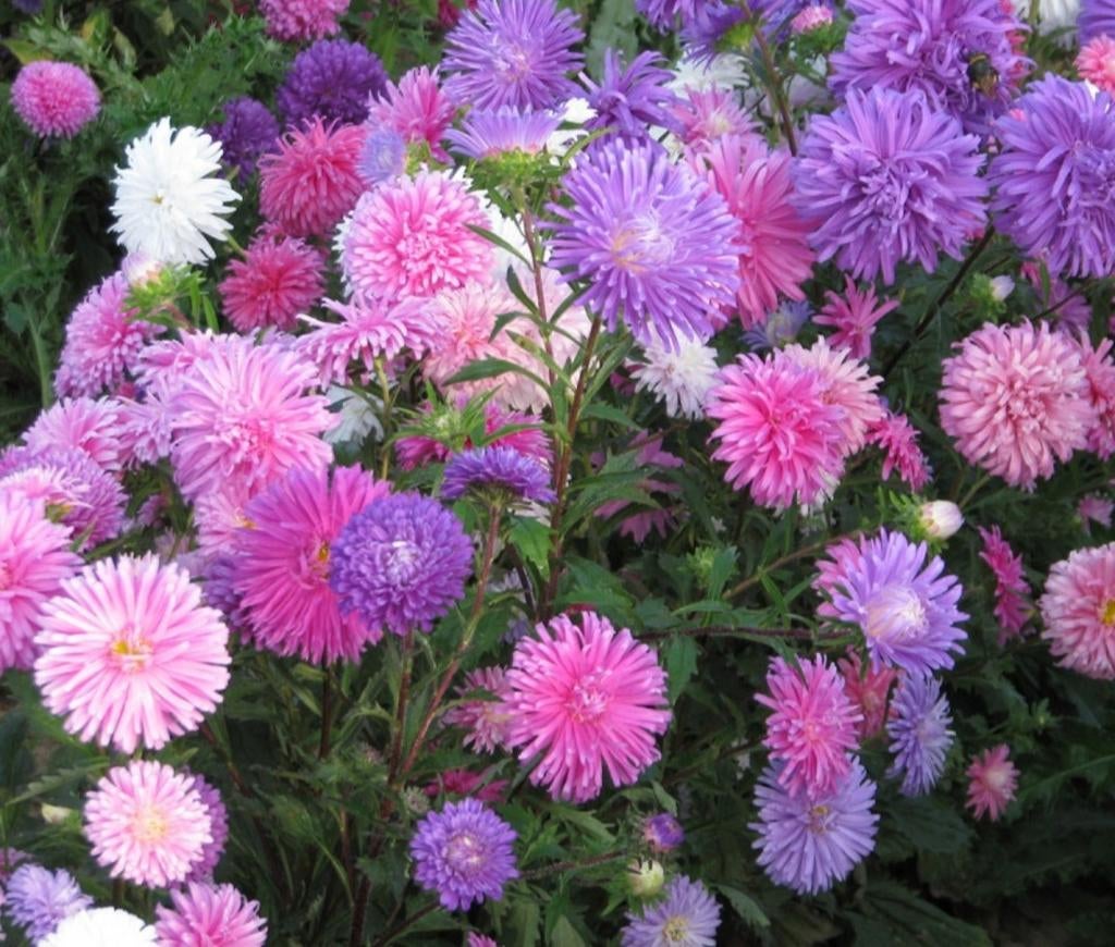 Plantenkoningin Margaret, koningin der zalen, Tuin en Terras, Planten | Tuinplanten, Ophalen