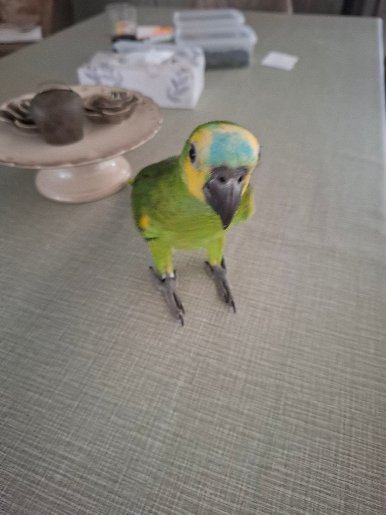 Handtamme papegaaien, Dieren en Toebehoren, Geslacht onbekend, Papegaai, Tam