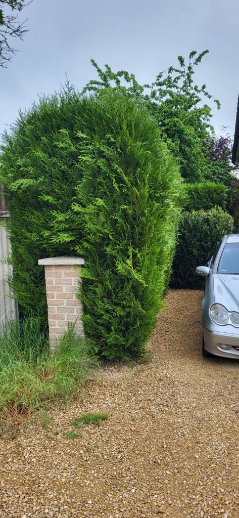 GEZOCHT. Tuinman voor onderhoud tuin in Kaulille (Bocholt), Diensten en Vakmensen, Tuinonderhoud of Snoeiwerk