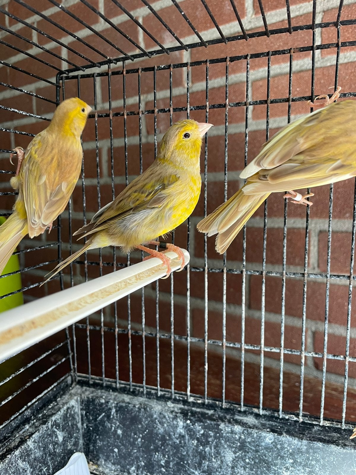 Kanarie man pop jong, Dieren en Toebehoren