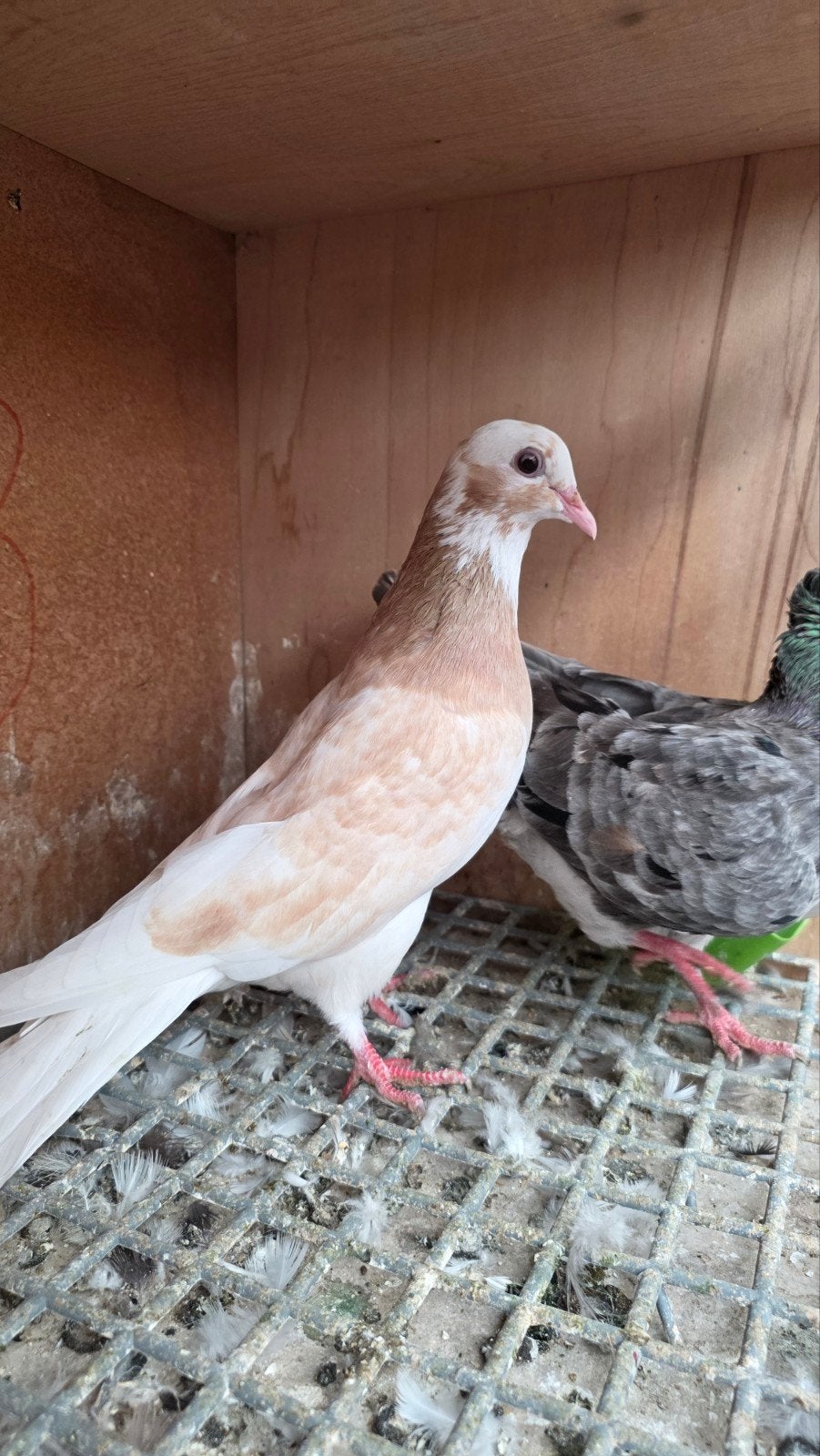 avion de haut vol, Plusieurs animaux, Pigeon culbutant ou Roller