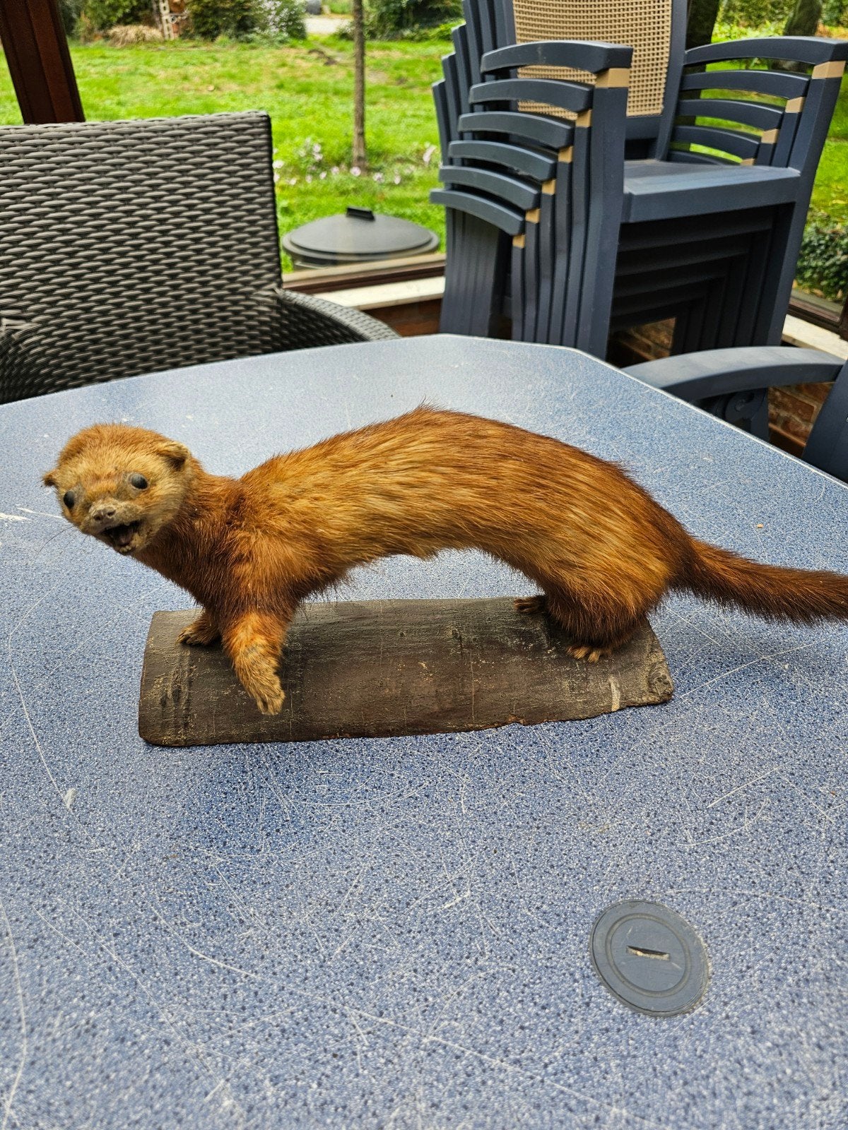 martre en peluche, Enlèvement ou Envoi