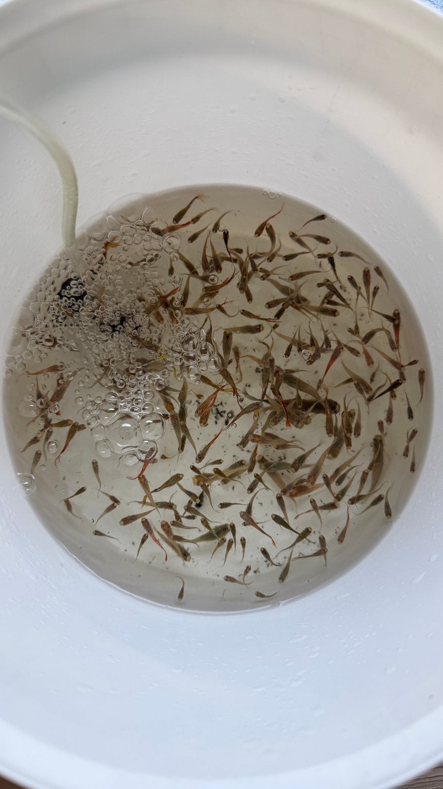 Guppy Endler. Mâles, femelles et alevins a donner., Animaux & Accessoires, Insectes & Araignées