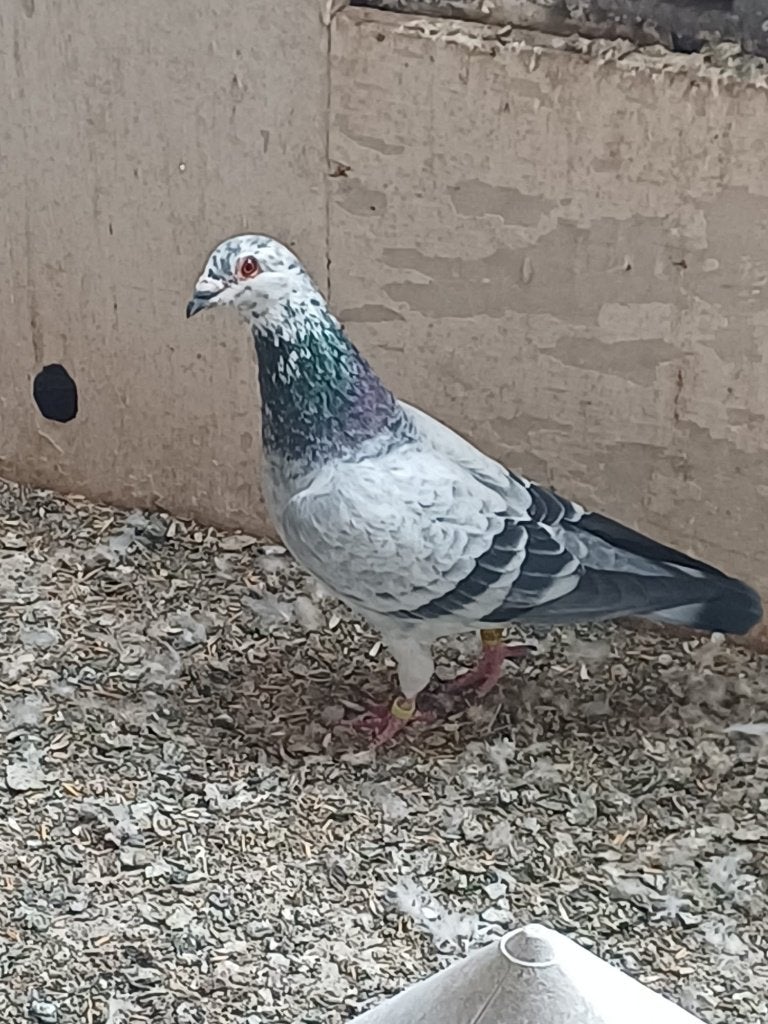 7  top Kweekverkoop:(Jos Thoné,Roelen Angelo, Van Reeth, ..), Dieren en Toebehoren, Vogels | Duiven, Postduif, Meerdere dieren