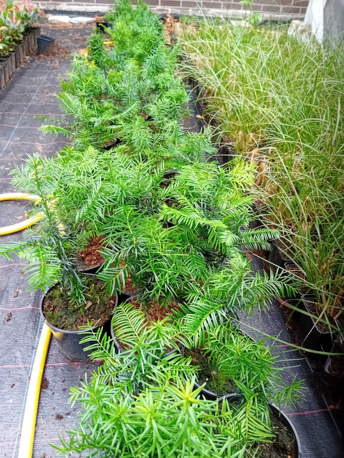 Taxus, Jardin & Terrasse, Enlèvement, Taxus