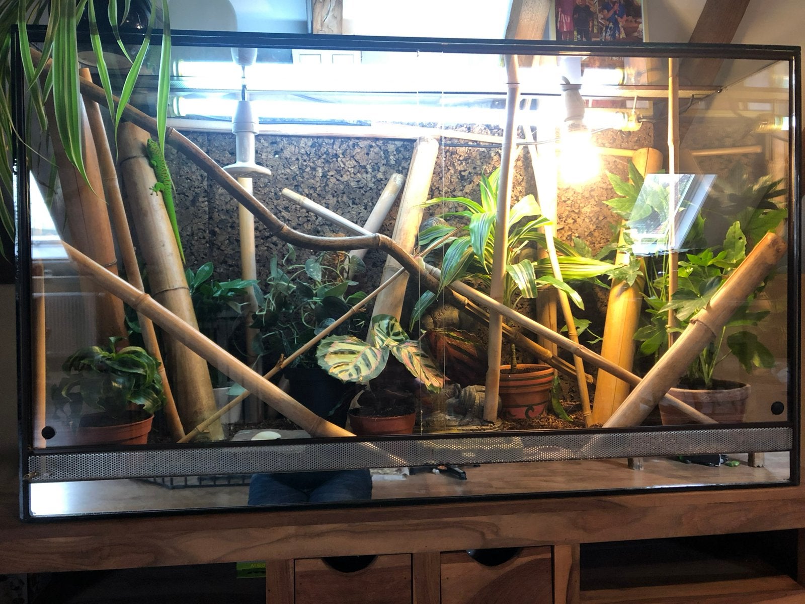 Terrarium, Dieren en Toebehoren, Ophalen, Gebruikt, Terrarium of Paludarium