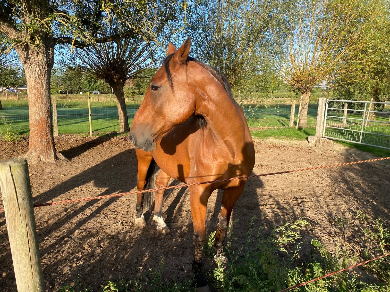 2 Belgische dravers te koop – liefst samen, Dieren en Toebehoren, Zadelmak, Recreatiepaard, Met stamboom, 11 jaar of ouder