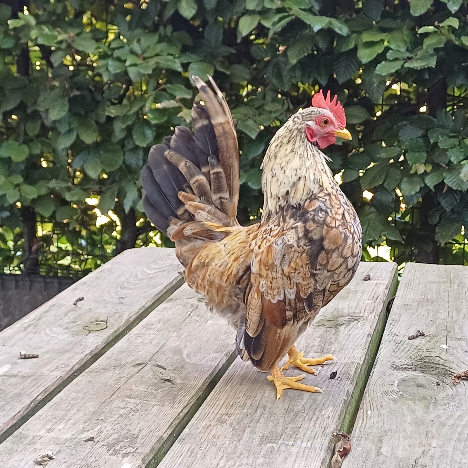Jonge Serama haan, Dieren en Toebehoren, Mannelijk, Kip