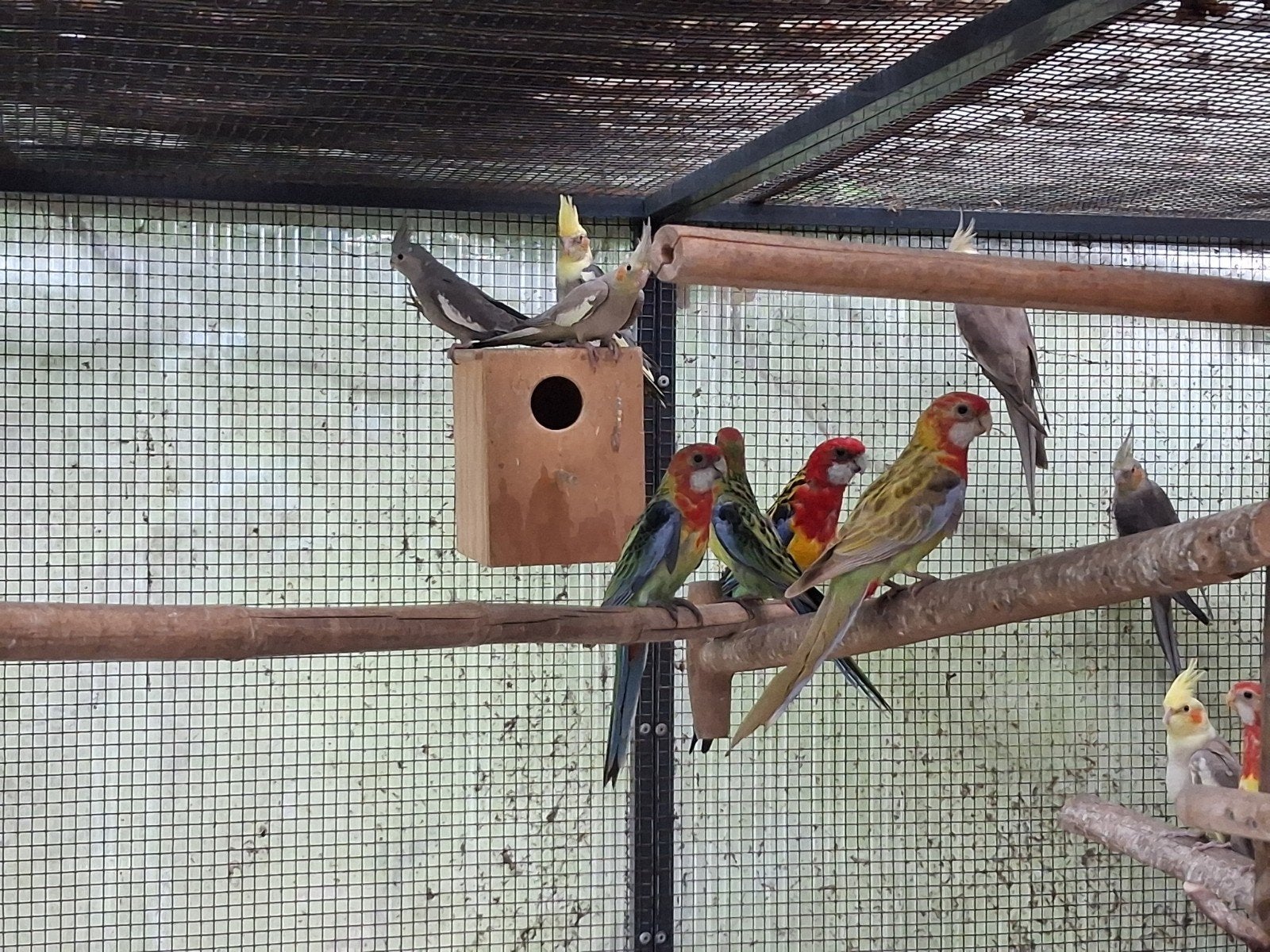 Jonge rosella's