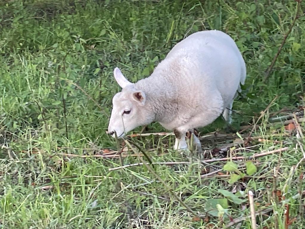 Ooitjes / vrouwelijk te koop, Dieren en Toebehoren, Vrouwelijk, Schaap, 0 tot 2 jaar