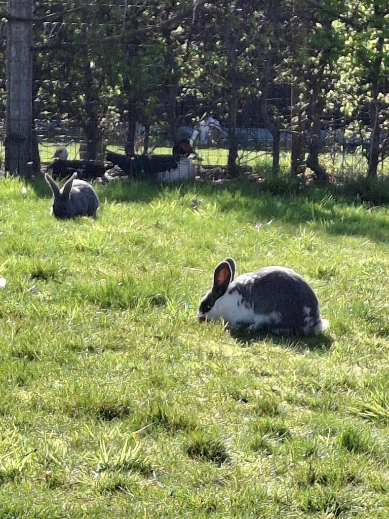 Rammelaar konijn, Dieren en Toebehoren, Konijnen