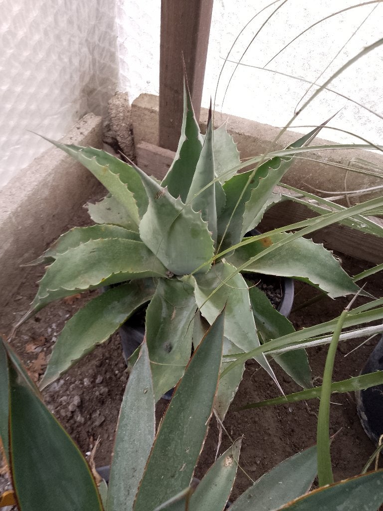 agave, Ophalen