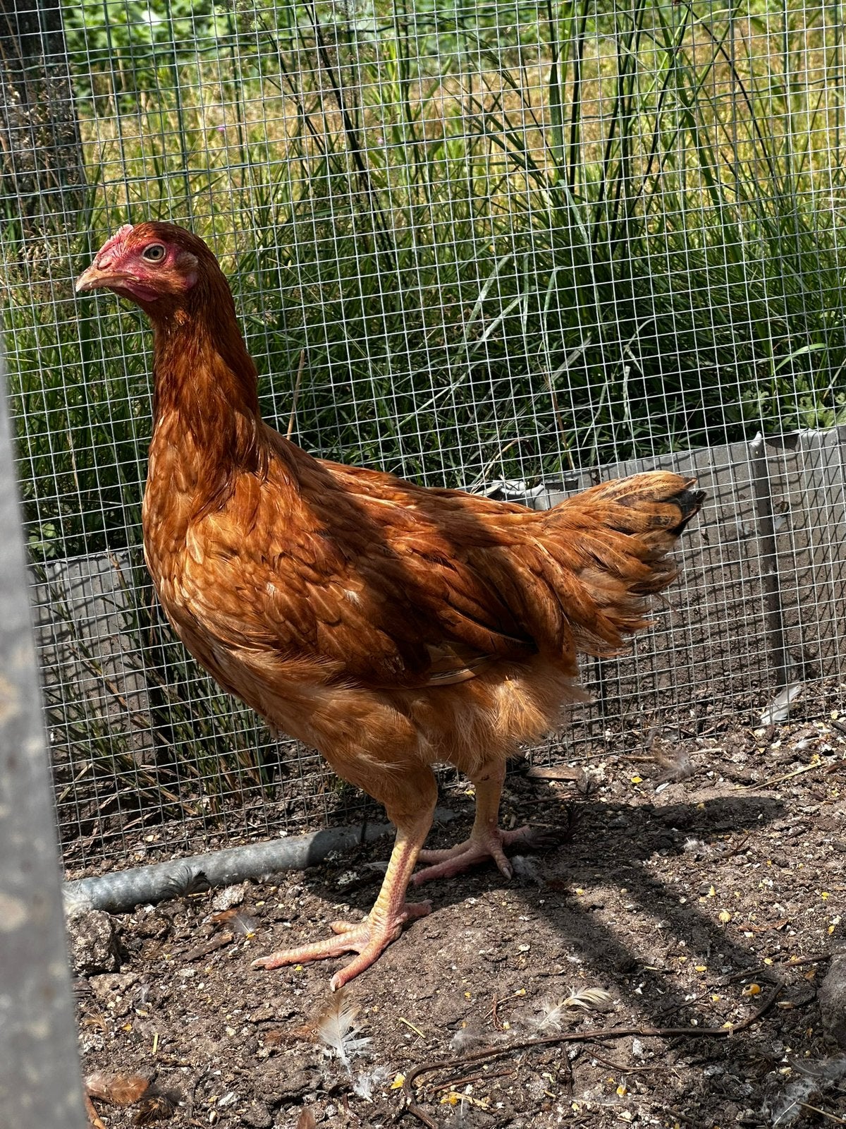 2 bruine leg/ vleeskippen, Dieren en Toebehoren, Pluimvee, Vrouwelijk, Kip