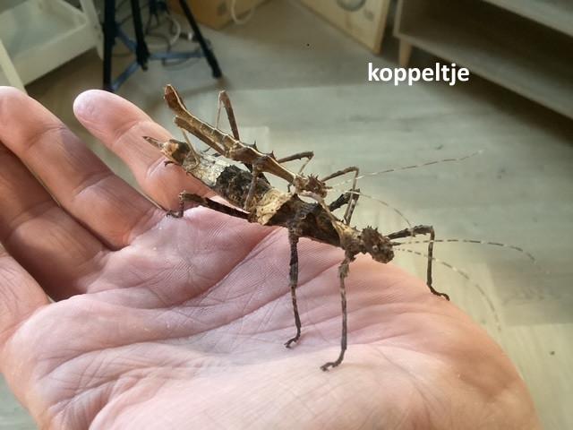 Eitjes wandelende tak (Sungaya aeta), Dieren en Toebehoren, Wandelende tak