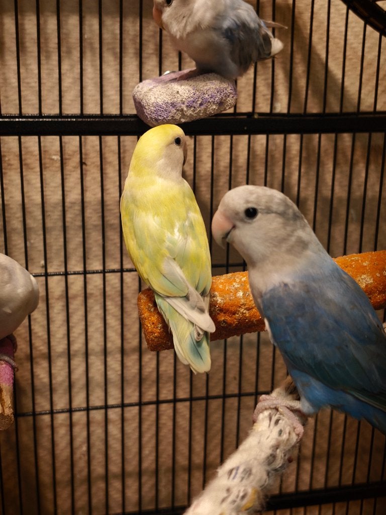 Agapornis met kooi, Meerdere dieren, Dwergpapegaai of Agapornis, Geringd