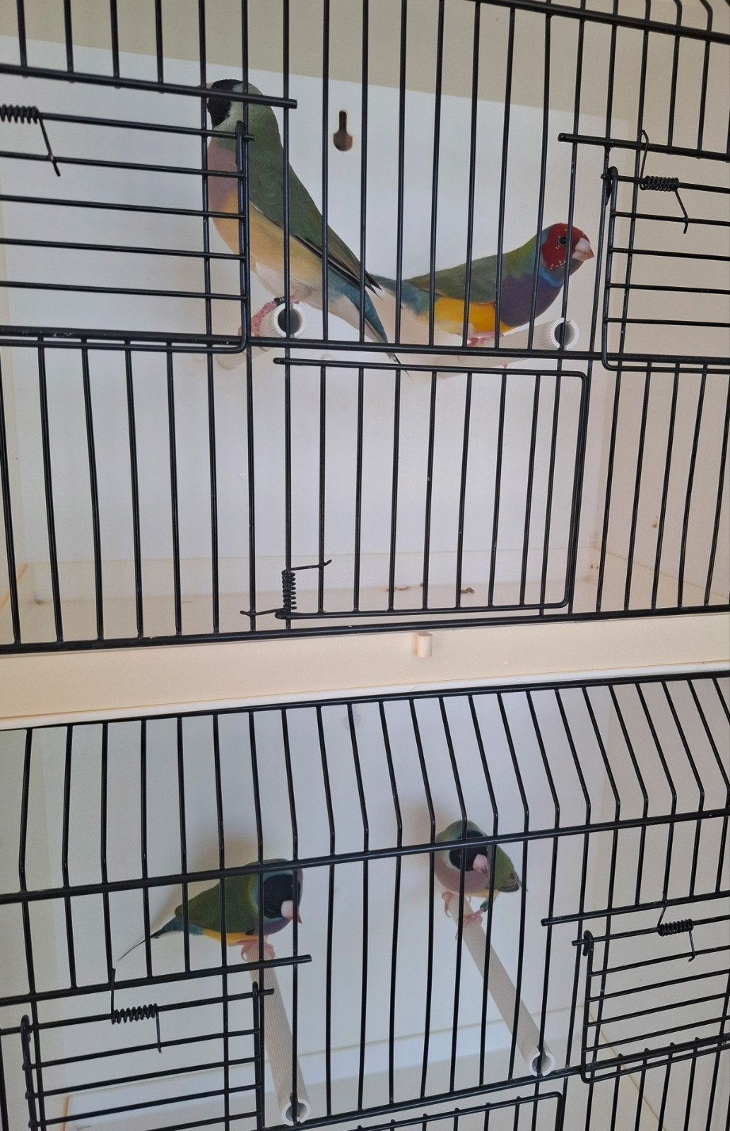 gouldamadines, Dieren en Toebehoren, Vogels | Overige Vogels, Geringd
